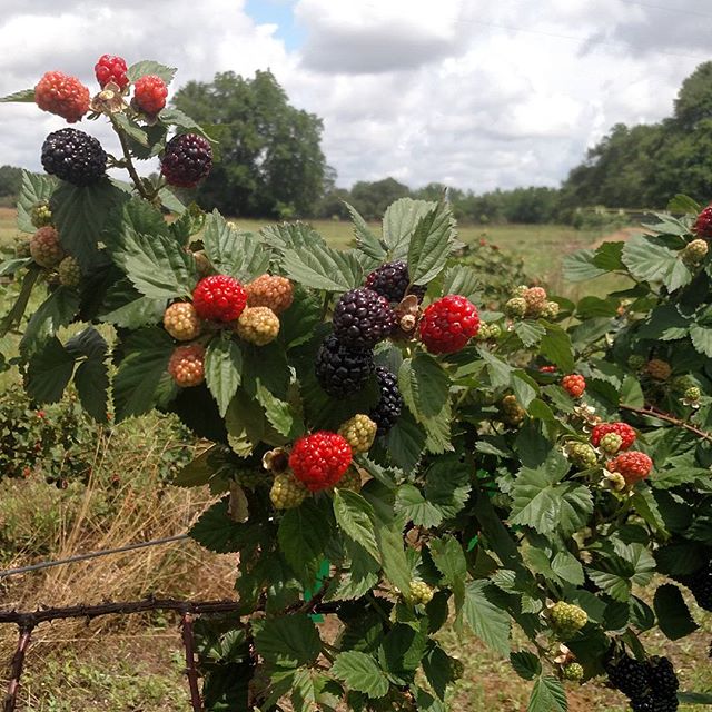 Read more about the article One last farewell to this year’s blackberries. We just finished cutting down all 600 feet of them in preparation for next year’s crop. See you next June!