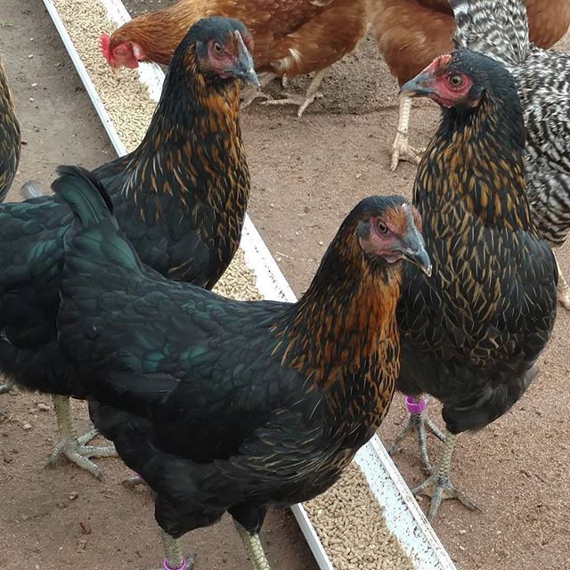 Ten of these beautiful copper and metallic green ladies came to live at today. Looking forward to more tasty #farmfresheggs!