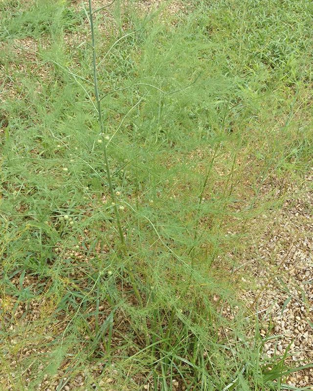 didyouknowthatwhenyoueatasparagusyoureactuallyeatingan