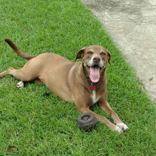 Read more about the article Zoe has been moping for days since she lost her ball. She found it out in the field this morning. She’s so happy! Life is good.