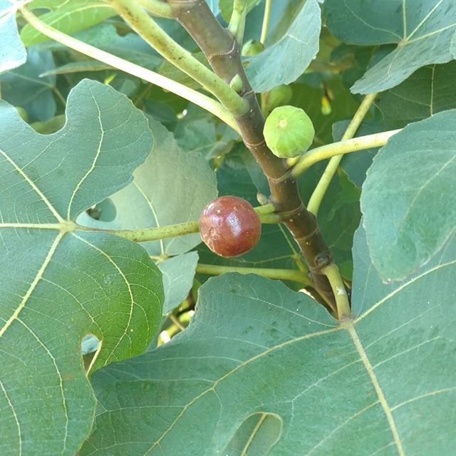 Yay! The figs are finally ripening! This will be the first year we get a good crop off the LSU tree. Look for some tasty goodness available at soon!