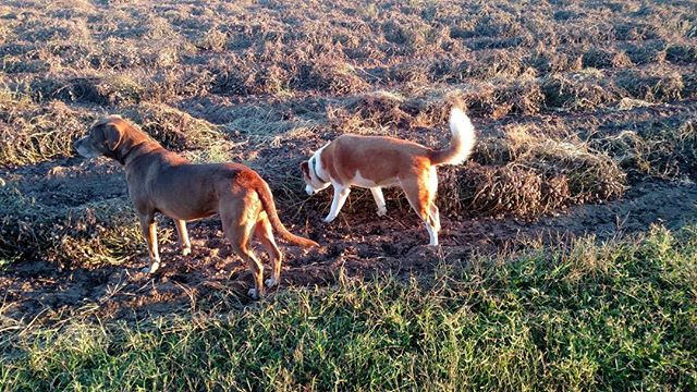 Read more about the article Unexpected advantage of neighbor harvesting peanuts…dog snacks! They love ’em. Although it’s a challenge to pull the peanut off the plant.
