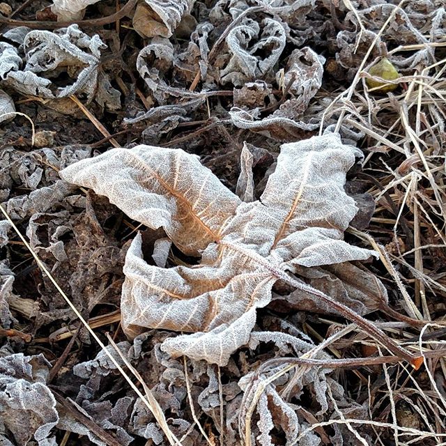 You are currently viewing Unexpected frosty morning in South Alabama.