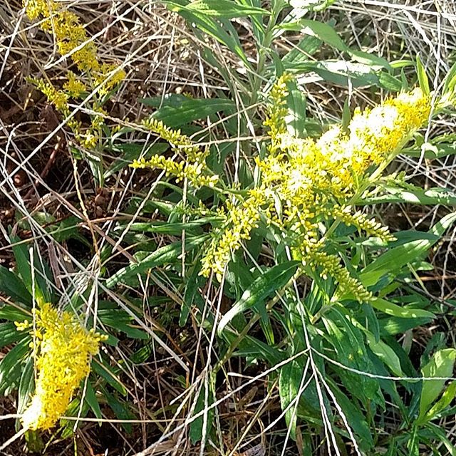 Wandering the property this beautiful fall morning, looking for pretty yellow goldenrod blooms...so I can rip 'em out by the roots!