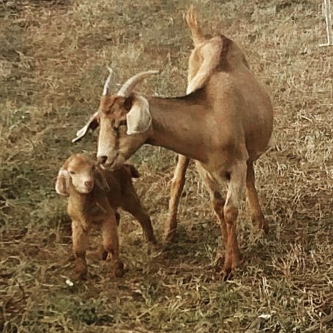 Read more about the article Daisy is a great first time goat momma! It’s day 3, and her baby (hey – suggest a name!) is getting stronger every day. She followed Momma all the way across the pasture.