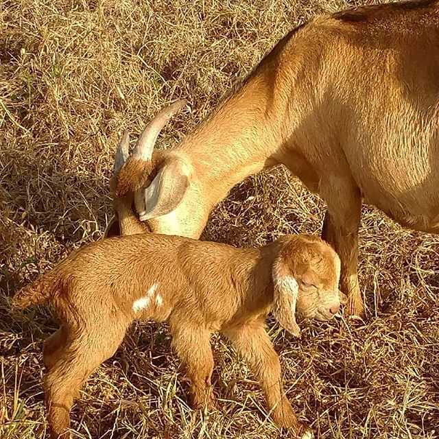 Read more about the article Meet the newest member of #avalon_farms. She’s about 2 hours old, and about 10″ tall back to ground. Mother and daughter are doing fine.