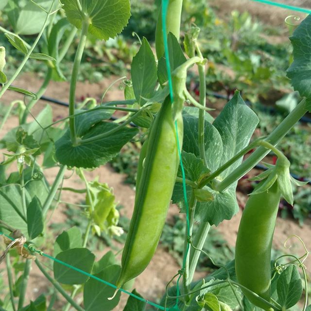 Time for the late fall crop of sugar snap peas here at #avalon_farms. So crisp and sweet! These may be the best we've ever grown. Nothing like grabbing a couple right off the vine for a quick snack on the way by. 😀  As always, available (if you're fast!) at www.marketatdothan.com
