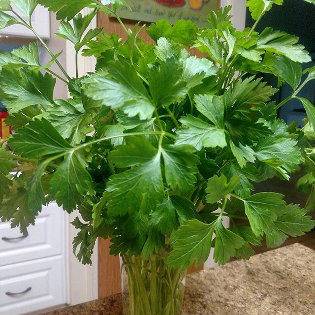 Check out my parsley bouquet!!! Making my kitchen smell wonderfully. Ready for bunching and delivery tomorrow.