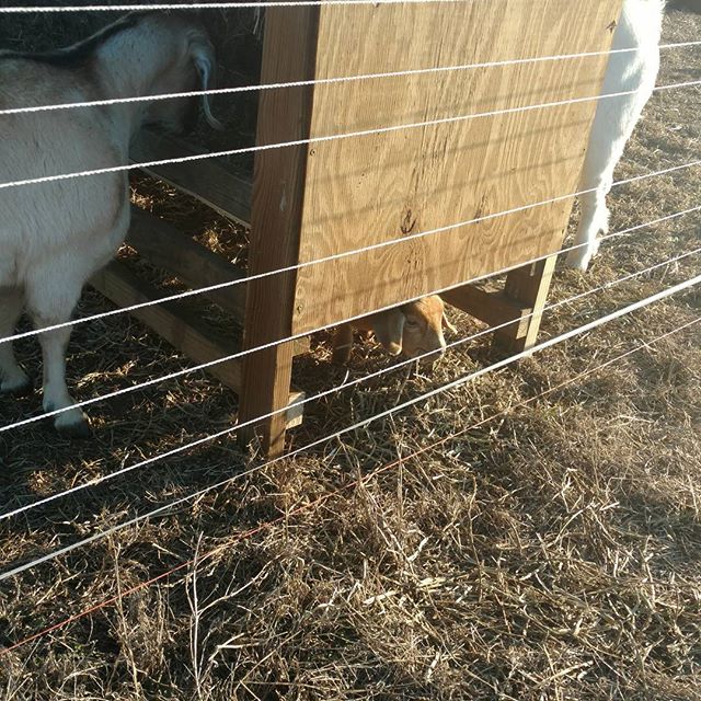 So Star, the baby goat, now has her own private little feeding area under the new feeder.  She's very happy with the unintended construction results.