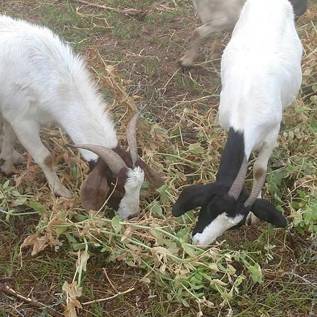 Being a sustainable farm means integrating different parts of the farm together in a way that makes the best use of everything we have. Here Sally and Princess are eating some of the older sugar snap peas vines that we cleaned out to make room for the next crop planned for that space. There’s still a few pea pods on the vines, and there is always a race to find them before the other goats. Humans aren’t the only ones who love sugar snap peas! Of course, we don’t usually follow up with the rest of the plant for dessert. 🤣