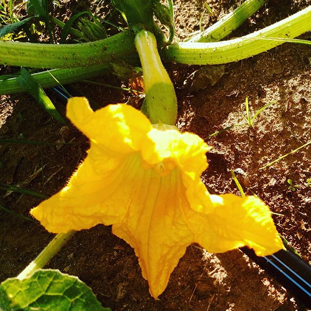 You are currently viewing Coming soon to a plate near you. Zephyr squash taste so good and pretty too!