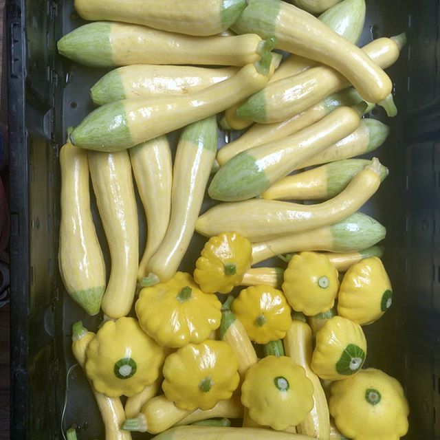 First real squash harvest of the season. Mostly Zephyrs, a few patty pan and 2 crooknecks. Yummy!!! Coming soon to your table!