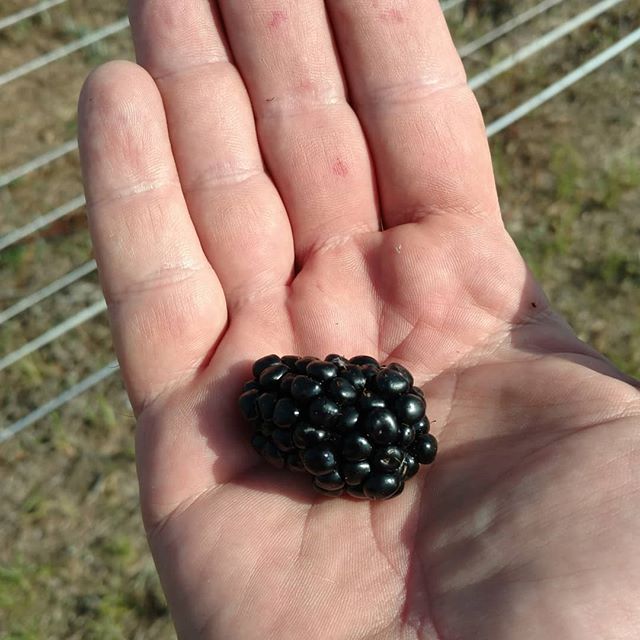 Read more about the article Now that’s a blackberry! (And I have big hands 😀). Just starting to come in – will have a few pints tomorrow at the Market at Dothan farmers market. Check our website for more info www.avalonfarms.us