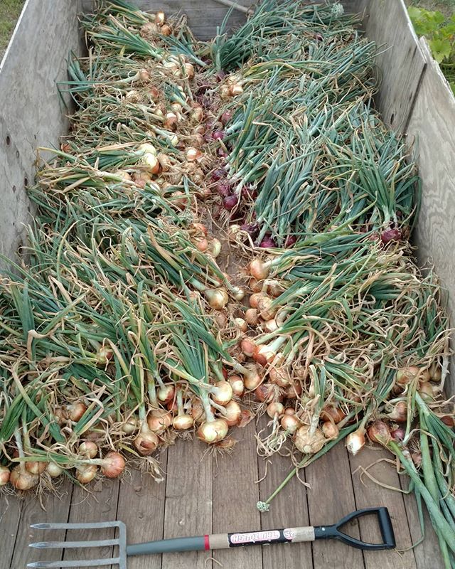 You are currently viewing Onion time! 2500 onions needed to get out of the field before the rain came (please Lord!) and got them wet. Now off to the drying racks for curing.