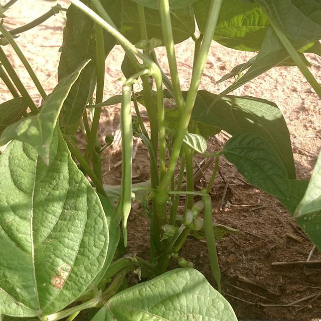 Read more about the article Surprised by these green beans! Probably be picking later this week.