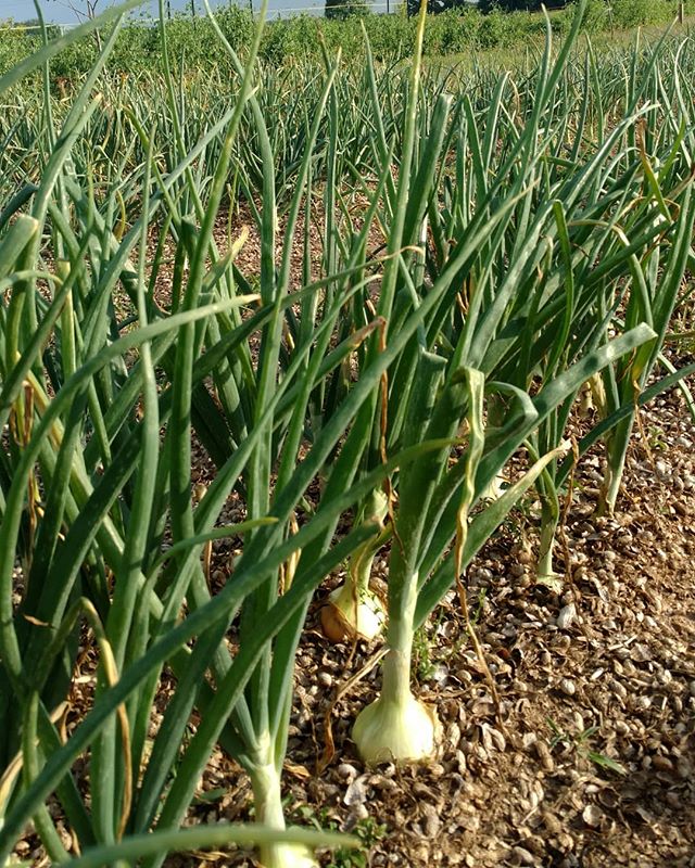 Read more about the article Take a guess what’s coming soon to Market at Dothan… Aww, you peeked! That’s right – Vidali….ummm…Kinston Sweet onions! Be a few more weeks, but they’re looking mighty tasty now!