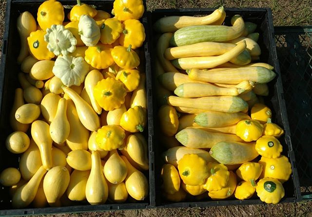 Read more about the article This mornings squash harvest, about 70 pounds. They’re producing like crazy, and the next planting has started to bloom .