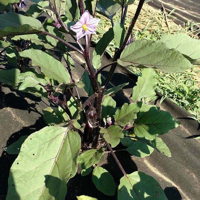 You are currently viewing Yay! The Japanese eggplant are starting to set fruit! Our absolute favorite grilled veggie – peel, cut lengthwise, toss in bowl with oil, salt & garlic. Grill on high heat until well cooked/marked, eat with the ribeye you cooked next to it ️. So good!