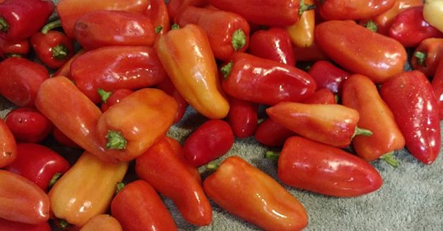 Read more about the article Mariachi peppers, anyone? Sweet and crunchy goodness. Come get some tomorrow at the in downtown Dothan! All naturally grown with no synthetic pesticides or fertilizers. Yum!
