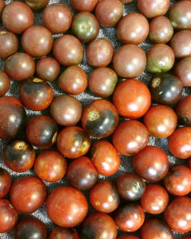 The cherry tomatoes are going gangbusters!  We'll have our 4 variety Tomato Medley Pack this Saturday at Poplar Head farmers market in Dothan. Stop by and check them out!

The variety pack includes:

Sun Gold – Has an intense fruity flavor. Exceptionally sweet, bright tangerine-orange cherry tomatoes. Their tendency to split precludes shipping, making these an exclusively fresh-market treat.

BHN 624 – (who named this?) A cross between a grape tomato and a cherry tomato. The oval shape of a grape, the juicy consistency of a cherry, and an excellent, sweet-rich flavor. Nice, deep red color.

Black Cherry – Sweet and robust. The fruits are almost black in color. (They look more pink to me.) The flavor is dynamic – much like an heirloom.

Indigo Cherry Drops – Deep, rosy-red with a black-purple cast that is bursting with sweet flavor. High antioxidant (anthocyanin) from the purple as blueberries  have.