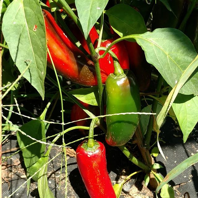 Mmmmmm… Fresh jalapeno pepper poppers for the 4th cookout! Yum!