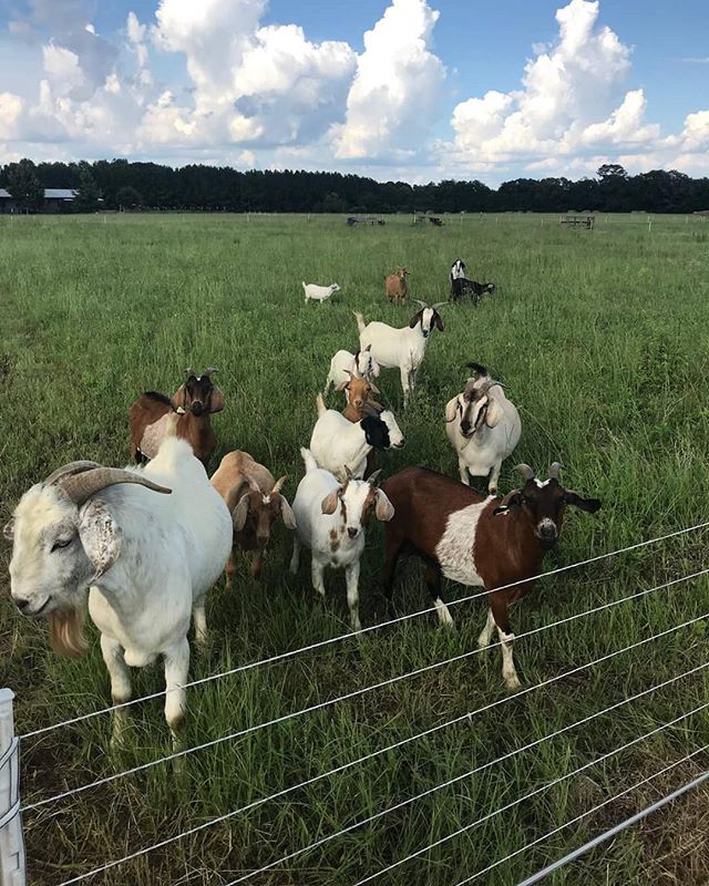 You are currently viewing The gang at Avalon Farms say Hi!, and happy Friday!