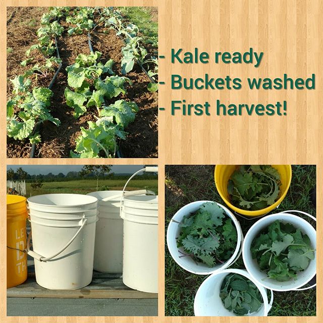 1st greens harvest of Fall! 4 kinds of kale: tuscanodino, red Russian, white Russian and Siberian. Fighting the heat with afternoon waterings. 90 plus degrees (real feel 100 plus!)