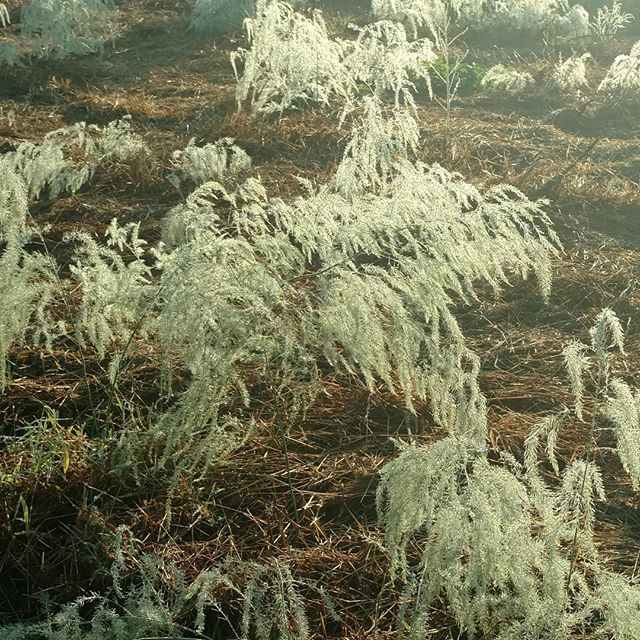 You are currently viewing Foggy morning asparagus fronds. Beautiful! . . Looking forward to the spring harvest.