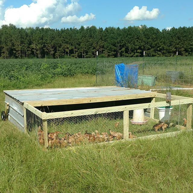 Read more about the article The first chicken tractor for our pastured meat birds has rolled off the assembly line. Still need a little work on the front roof screen, but it’s good enough to hold the current crop of 50 freedom rangers at their current size. This was the prototype – let’s see if we can make the next one faster. This crop will be ready around the first week on November. If you’re interested in tasty pasture raised chicken, contact us or visit our website at www.avalonfarms.us for more info on how to purchase.