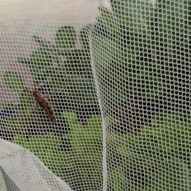You are currently viewing And this is why there is mosquito netting over my aquaponics grow beds.