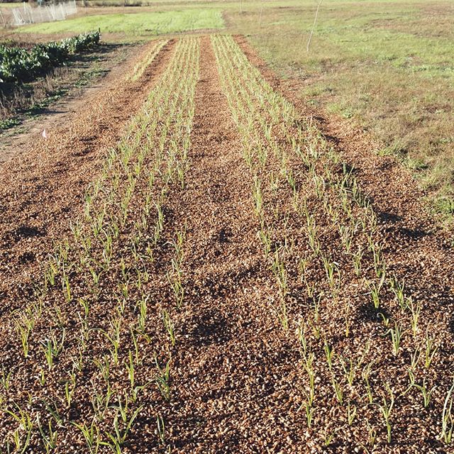 You are currently viewing The 3000 new garlic are coming along nicely, in spite of so much rain we were thinking about changing our name to Ark Farms!