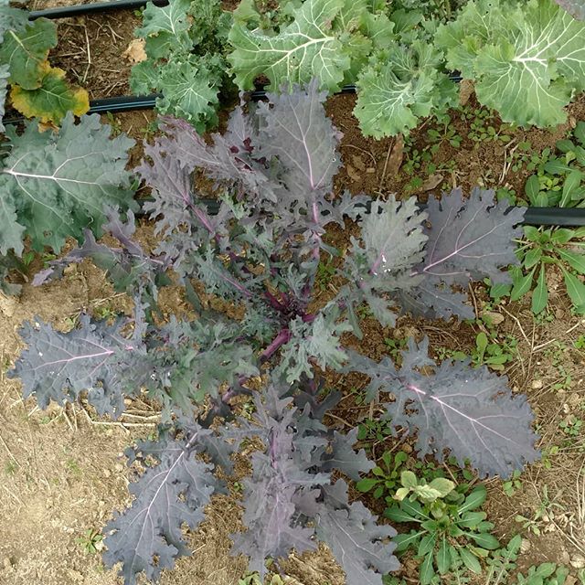 These Red Russian kale are really showing their colors with these cold nights!