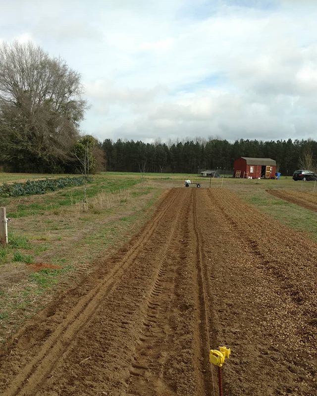 Even with a string to follow I can’t go in a straight line. 🤣 At least the sugar snap peas won’t mind.