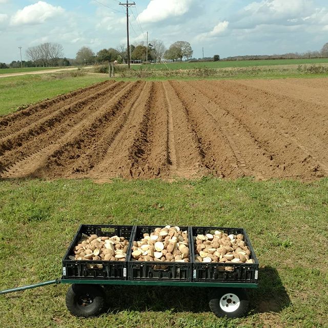 Read more about the article Let the 2019 potato planting games begin! All 125 lbs of seed potatoes are ready to go.