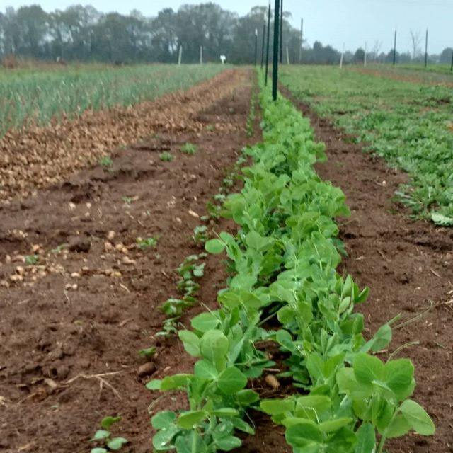 Read more about the article Sugar snap peas and baby watermelon radishes enjoying the morning rain. Have to get that trellis up for the peas to run on. Always something needs doing. 😀