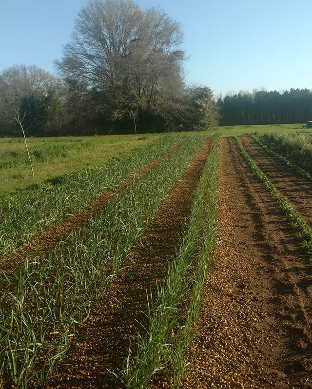 Read more about the article Something new in South Alabama… GARLIC! Green garlic is available now. Cloves will be available early summer. Check our website for how to get yours now. Click on the link in our profile.