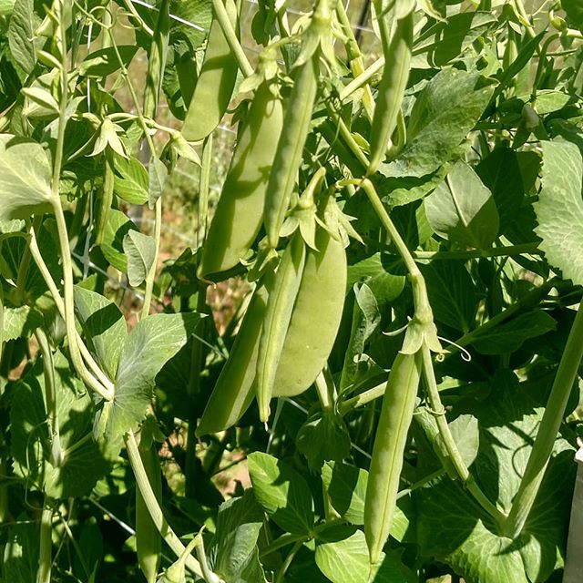 Dear everyone that was asking when the sugar snap peas (edible pods!) would be available…. . Come and get ’em! 🤣 . Order online at www.MarketatDothan.com for pickup next Friday in Dothan, Enterprise or Daleville/Fort Rucker. (or if you’re waaaay out in the boonies near Kinston/Opp, ask about on farm pickup) .