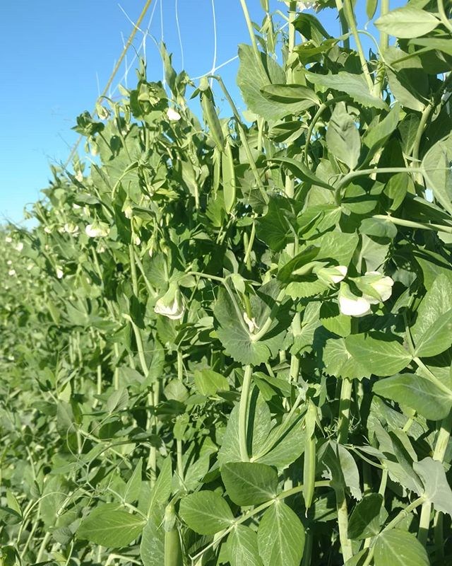 It’s peas, Grommit! (extra credit for knowing reference!)