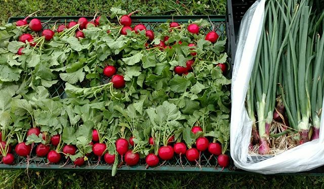 Read more about the article Just harvested some beautiful radishes and spring onions for the farmers market at Dothan Nurseries tomorrow. (and no, no photo filters were used, they really are that red ) . We’ll harvest tatsoi and senposai (Asian greens – delicious!) and some green garlic just before we leave in the morning. The spinich is already in the cooler, and some of our pastured poultry and eggs will be making an appearance also, along with other goodies . Come see us tomorrow and let’s talk about the freshest naturally grown produce in the Wiregrass, available all year round. .