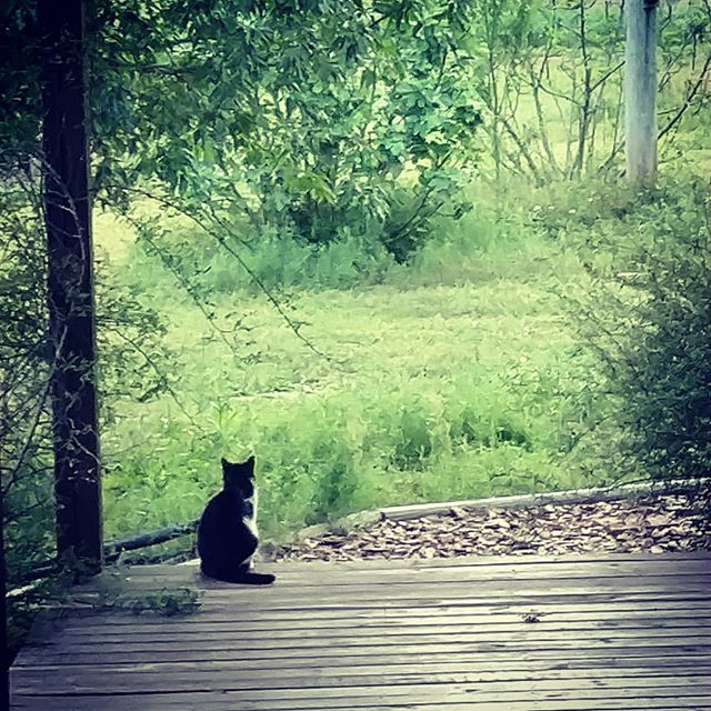 So, what do farm cats ponder about when they aren’t doing farm cat things…..? . Apparently this is the prime spot for critter thinking on the farm. 🤔 See our post from March 21st 🤣 . .