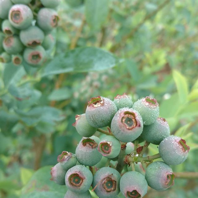 Thankfully the heavy rains and winds didn't damage the blueberry crop (or anything else on the farm). We pray that everyone else weathered the storm safely!