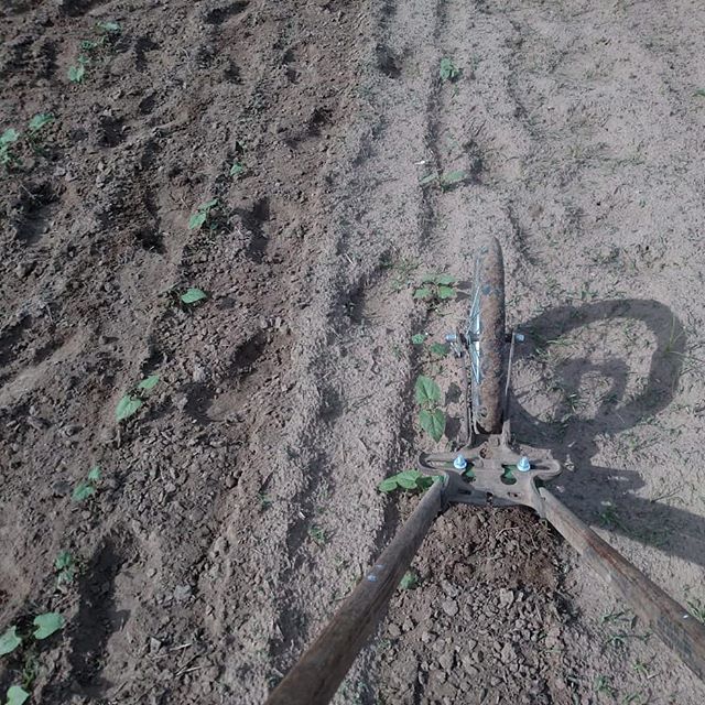 The view from my other tractor. (also known as pushing the wheel hoe, aka “FarmFit”) . In other news, green beans coming right along! .