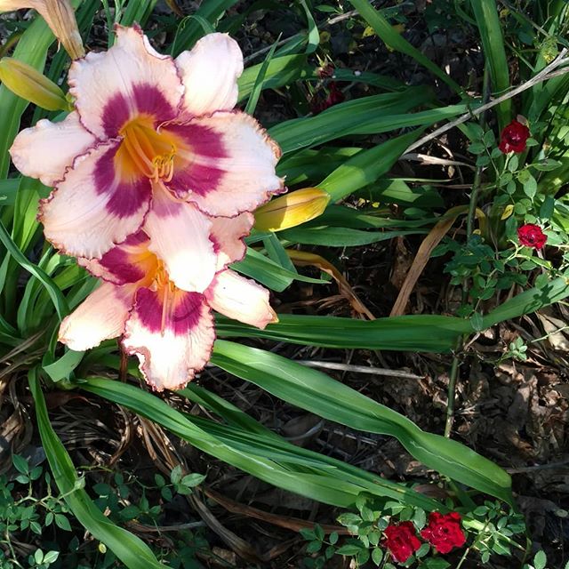 You are currently viewing Not everything growing at is eaten. (Although there is one variety of day lily that is edible – we’ll pass.)