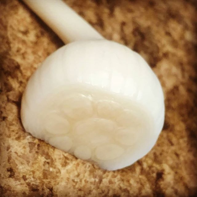 You are currently viewing Slicing up a baby green garlic for dinner the other night, I noticed the cloves forming inside. Love the symmetry! Won’t be long now before whole garlic are in the online store at marketatdothan.com. (and soon on the table at the Dothan Poplar Head farmers market, starting June 1st)