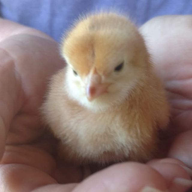 Read more about the article Welcome to #avalon_farms, little one! . Hopefully by the time you’re ready to start laying we’ll have the new eggmobile out on the pasture so you and your sisters can have all the fresh grass, sunshine and bugs you want!