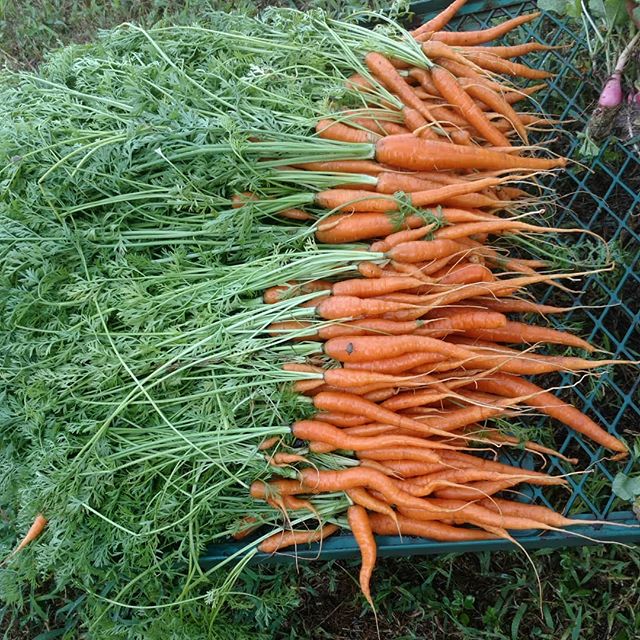 You are currently viewing Yay! The carrots managed to survive the heatwave – here’s the first pickover from the raised beds we made this spring.