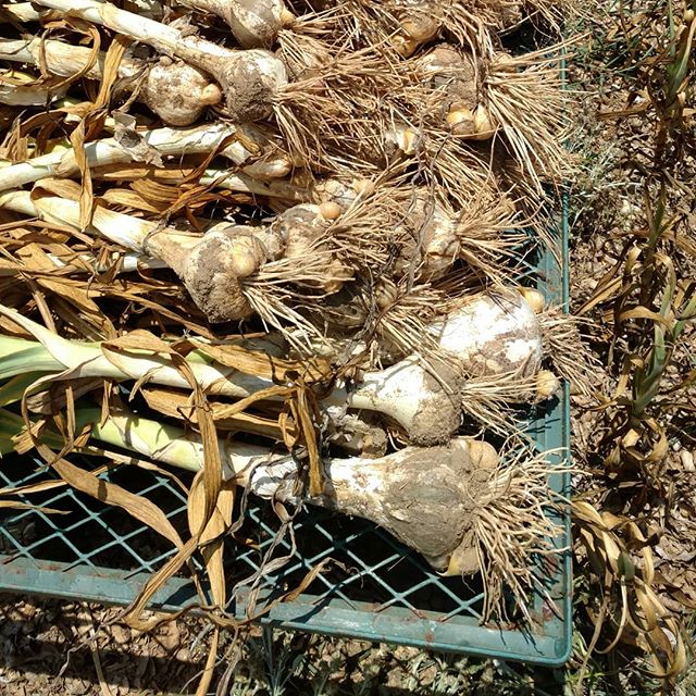Read more about the article Phew! Digging elephant garlic out of rock hard dry dirt when it’s 93 degrees is…. rough!
