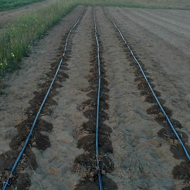 When you're in "near drought" conditions, drip tape irrigation is your very, VERY good friend. Right now, it's the only thing keeping from looking like the 30's dustbowl!