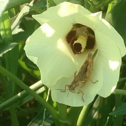 You are currently viewing “Oh, hello! Hope you don’t mind a little nibble on your okra flowers.” You never know what friend (or foe) you’ll find in the garden on a new day.
