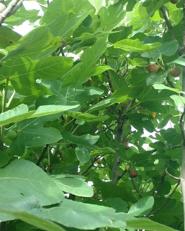 Read more about the article There’s not a lot of plants that you have to get inside to harvest, but our brown turkey fig trees are one of them! 🤣 Thankfully not scratchy like okra.